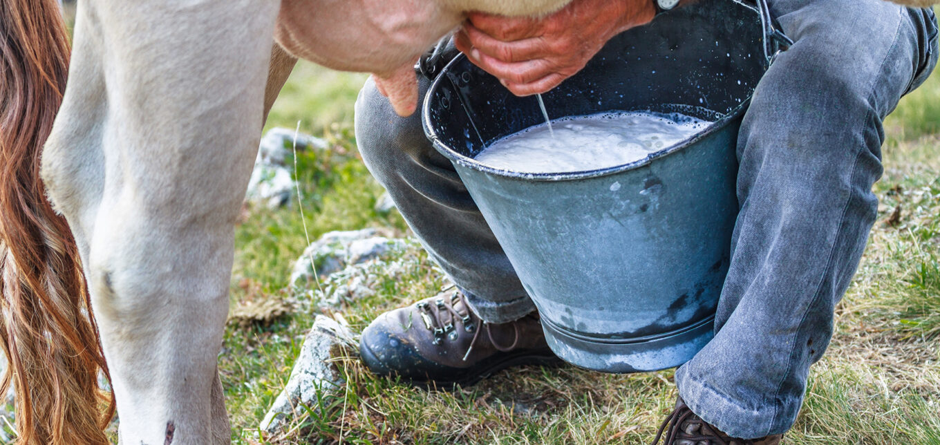 How to Milk a Cow By Hand – Mother Earth News